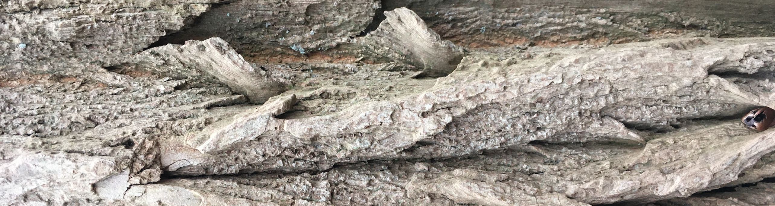 Header background image